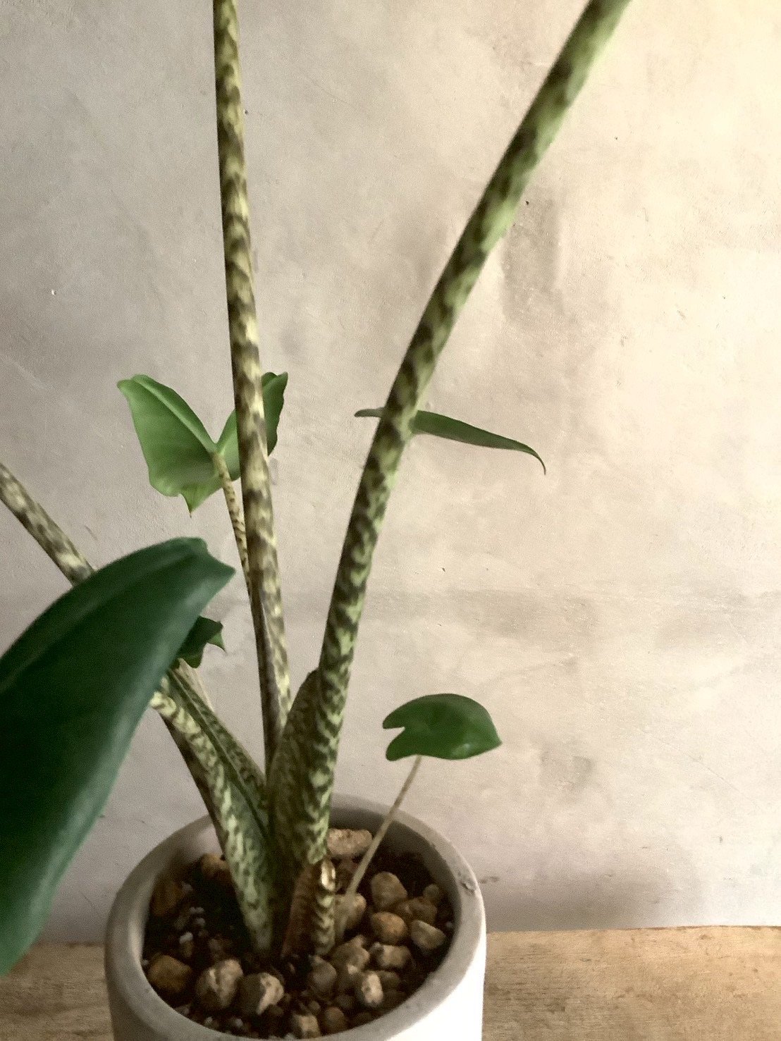 Alocasia Zebrina with chimney pot (アロカシア・セブリナ/