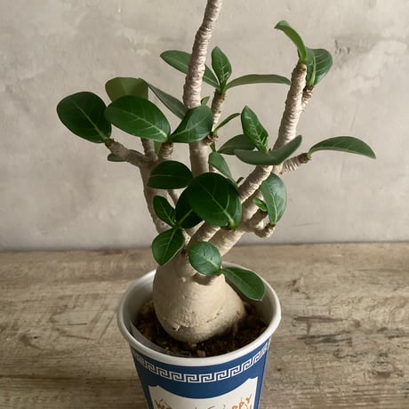 Adenium arabicum in NYC Coffee cup (NYCコーヒーカップシリーズ・アデニウム・アラビカム)