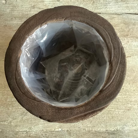 Hoya China Bean with Legs Wood pot ( ホヤ・チャイナビーンズ 脚付ウッドポットつき）