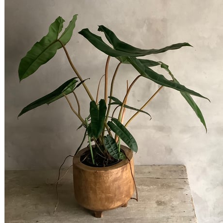2025 Philodendron Billetae with Acacia wood Planter cover  (フィロデンドロン ビレッタエ/アカシア木製 鉢カバー付き)