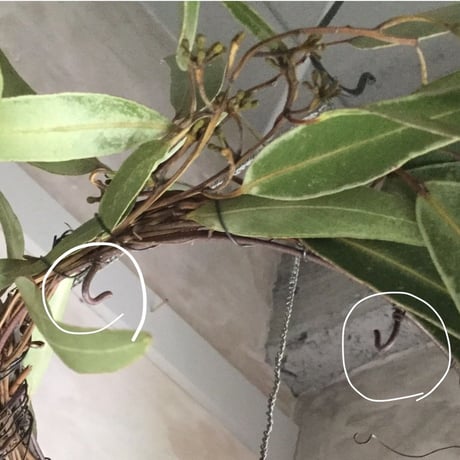 Antique hydrangea & eucalyptus Hanging wreath (アンティークアジサイとユーカリのハンギングリース)