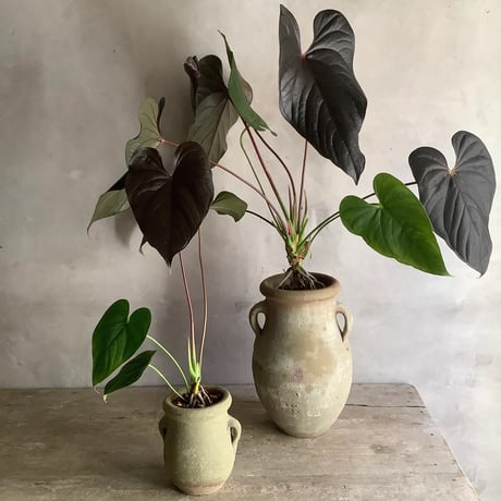 Anthurium "Rom's red with Tunisia pot XL (アンスリウム・ロムズレッド/チュニジアポット付き XL)