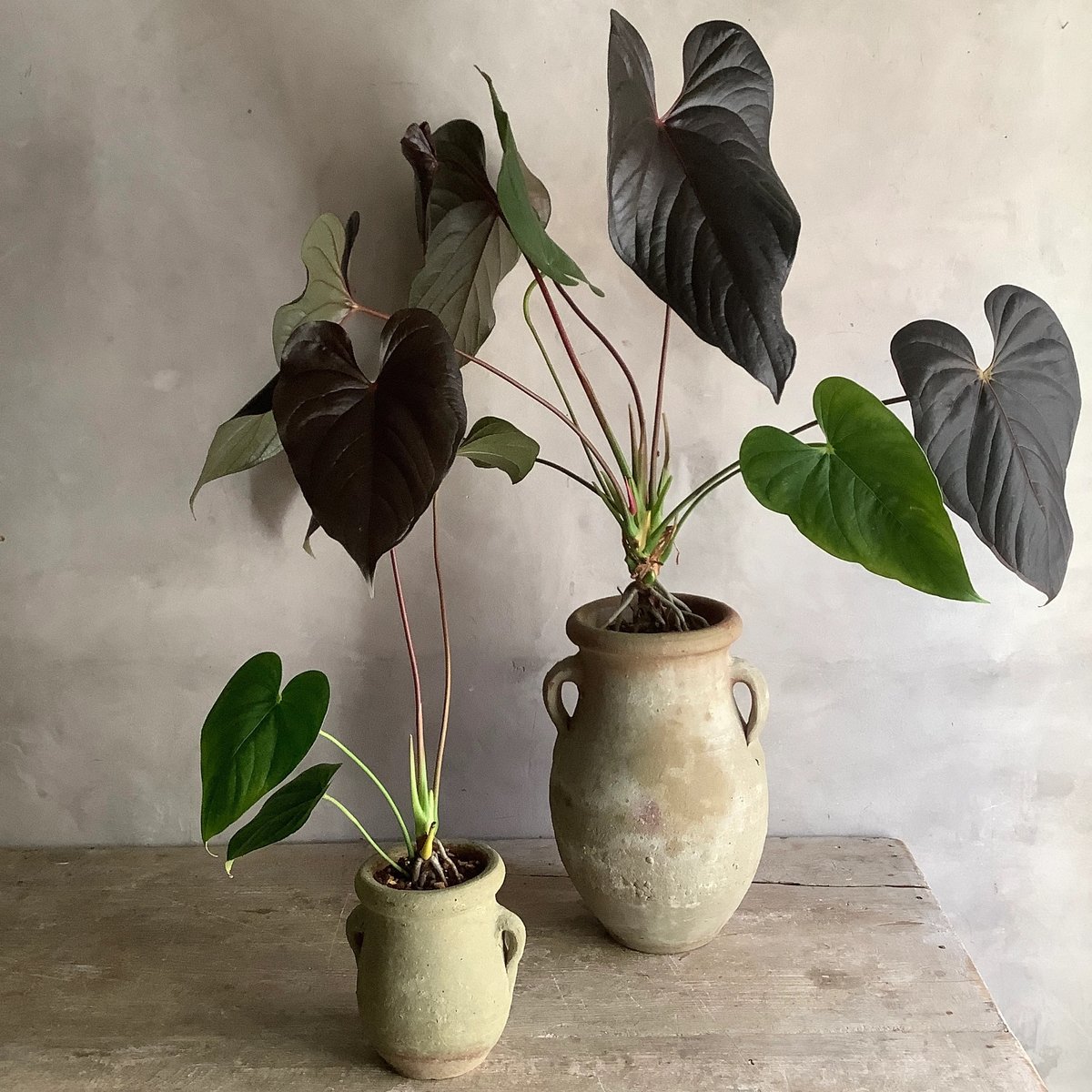 アンスリウム ロムズレッド 大株 葉数多め 株分け可能 15cmロングポット アンスリウム ロムズレッド 大株 葉数多め 株分け可能 15cm