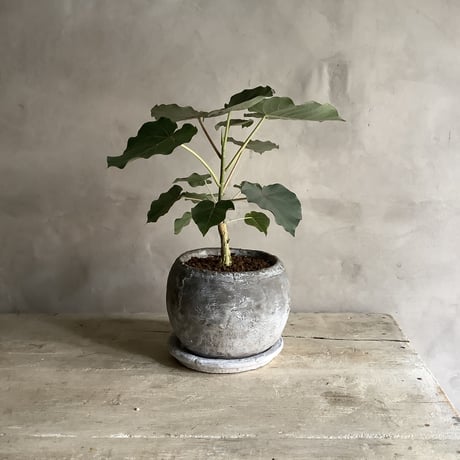 Ficus petiolaris with stone pot (フィカス・ペティオラリス）