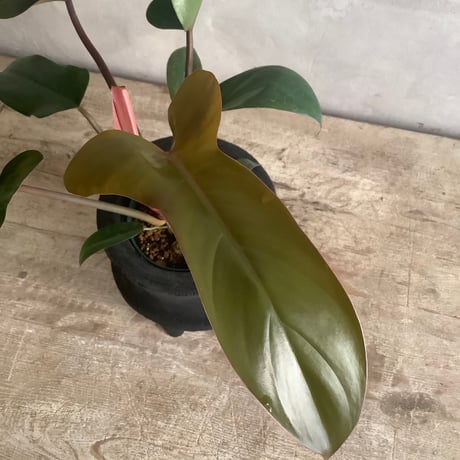 Philodendron Sayaka with with Legs Woodpot (フィロデンドロン・サヤカ/脚付ウッドポットつき)