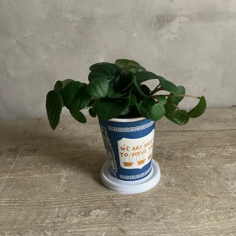 Peperomia Rana in NYC Coffee cup ”Line 4” (NYCコーヒーカップシリーズ ペペロミア ラナ)ライン4