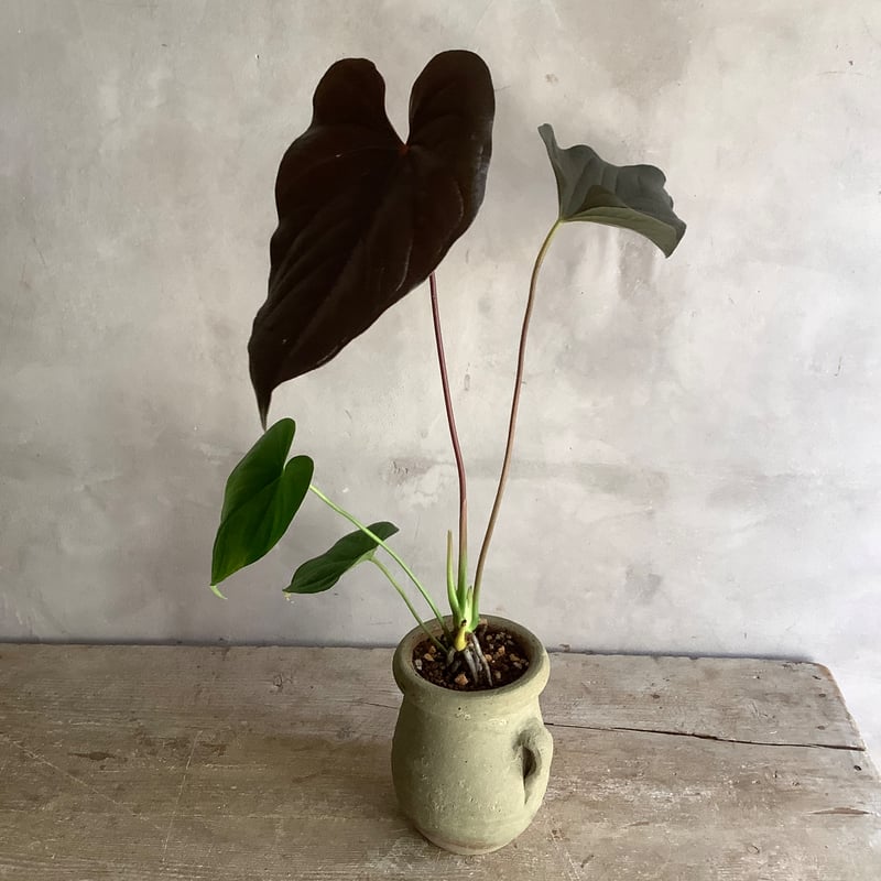 Anthurium 
