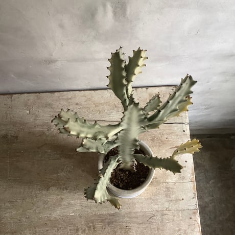 2025 Euphorbia White Ghost (ユーフォルビア・ホワイトゴースト)