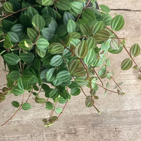 Peperomia ？？？with "Black" Legs wood pot ( ペペロミア？？？ ブラック脚付ウッドポットつき）