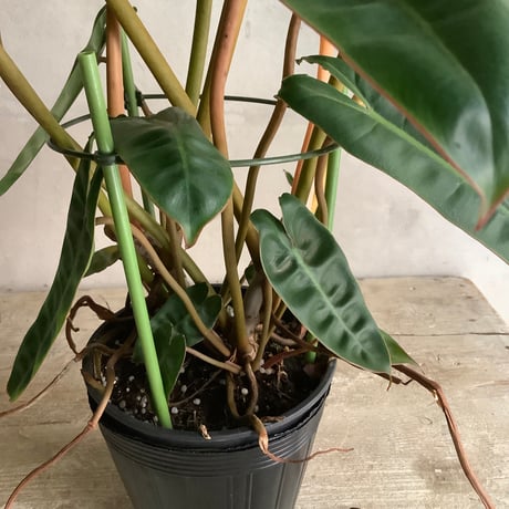 2025 Philodendron Billetae with Acacia wood Planter cover  (フィロデンドロン ビレッタエ/アカシア木製 鉢カバー付き)