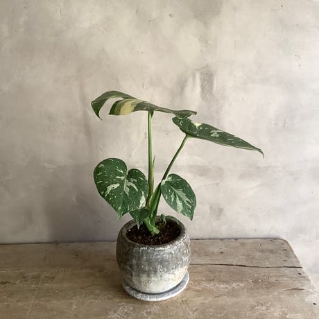 Monstera variegata with moon stone pot (ムーンストーンポット入りモンステラ・バリエガータ)