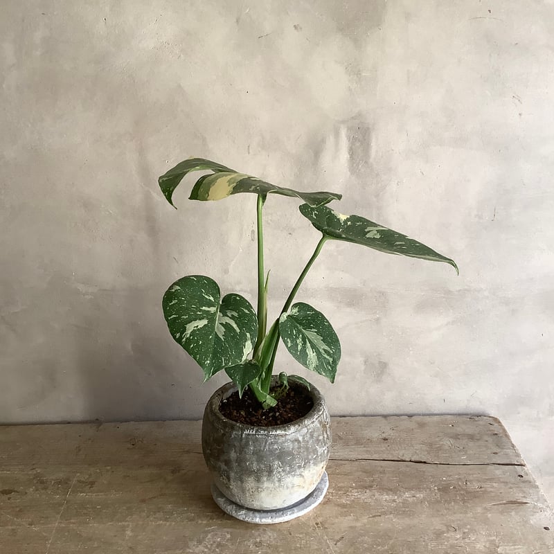Monstera variegata with moon stone pot (ムーンストーン