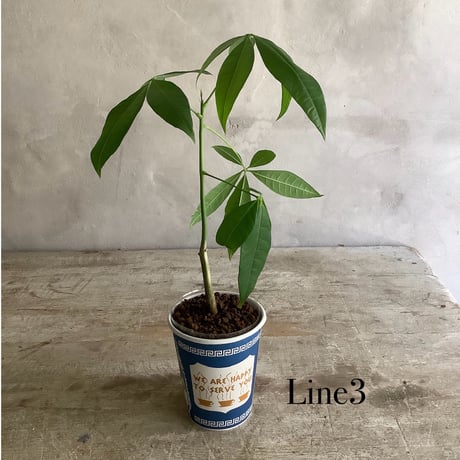 Baby skinny pachira in NYC Coffee cup ”１・２・3 lines” (NYCコーヒーカップシリーズ ベビースキニーパキラ) 3タイプ