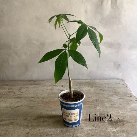 Baby skinny pachira in NYC Coffee cup ”１・２・3 lines” (NYCコーヒーカップシリーズ ベビースキニーパキラ) 3タイプ