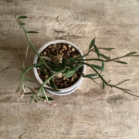 Monadenium Rubella with tube stone pot (チューブストーンポット入りモナデニウム・ルベルム)