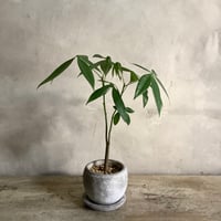 2024 Baby skinny pachira  in moon pot type V(スキニーシリーズ・スキニーパキラベビー)Vタイプ