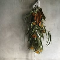 Dryandra & Eucalyptus Swag(ドライアンドラとユーカリのスワッグ)