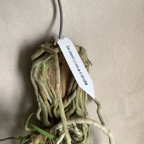 Saidenfadenia mitrata B ”Curly roots"(サイデンファニア・ミトラタ"カーリー")