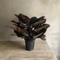 Philodendron Black cardinal  (フィロデンドロン ブラックカーディナル )