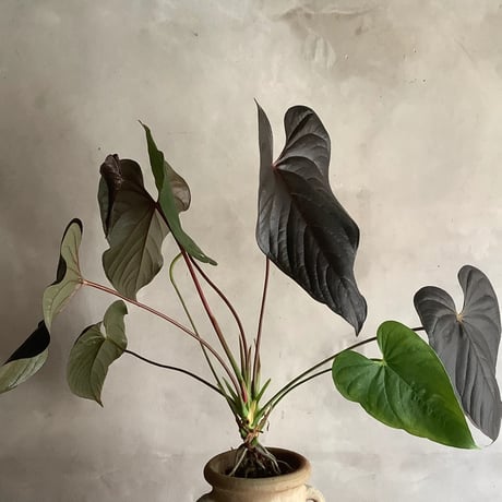 Anthurium "Rom's red with Tunisia pot XL (アンスリウム・ロムズレッド/チュニジアポット付き XL)