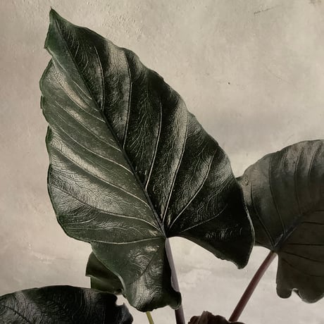 Alocasia Antoro Velvet with with Legs Woodpot (アロカシア・アントロヴェルヴェット/脚付ウッドポットつき)