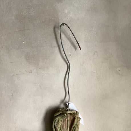 Saidenfadenia mitrata B ”Curly roots"(サイデンファニア・ミトラタ"カーリー")