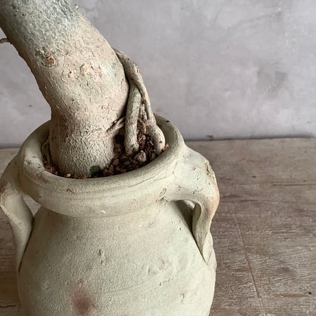 Adenium arabicum with Tunisia pot  (チュニジアポットシリーズ・アデニウム・アラビカム )