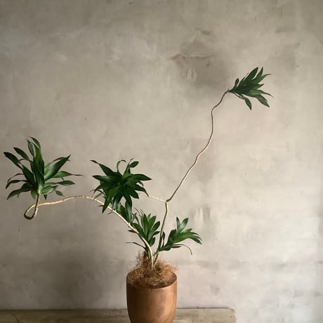 Bigskinny Dracaena Jamicain with Acacia wood Planter cover (ビッグスキニードラセナ・ジャマイカ/アカシア木製 鉢カバー付き)