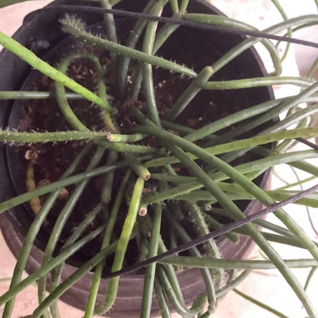 Rhipsalis Puniceodiscus (リプサリス”プニセオディスカス”)