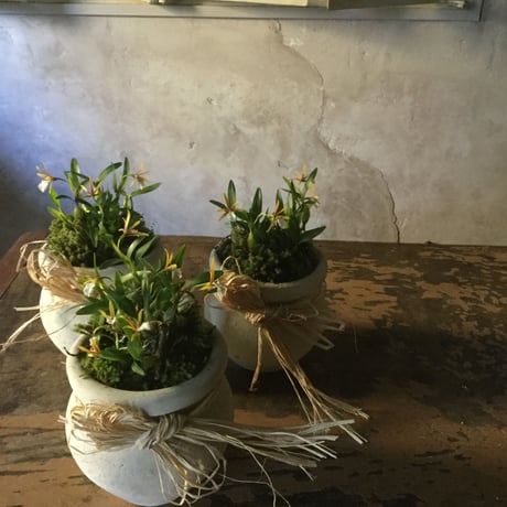 Dinema polybulbon with Tunisia pot(チュニジアポット付きディネマポリブルボン)