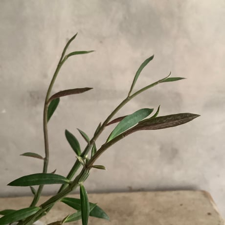 Monadenium Rubella with tube stone pot (チューブストーンポット入りモナデニウム・ルベルム)