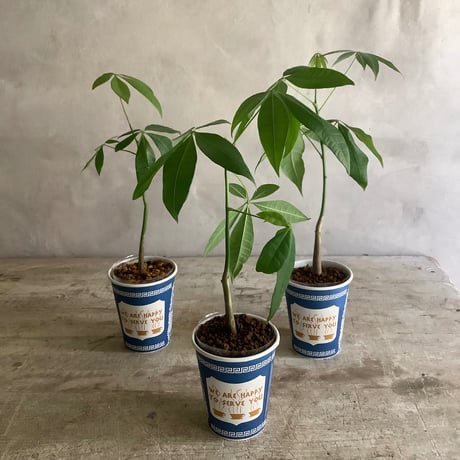 Baby skinny pachira in NYC Coffee cup ”4・5・6 lines” (NYCコーヒーカップシリーズ ベビースキニーパキラ) 3タイプ