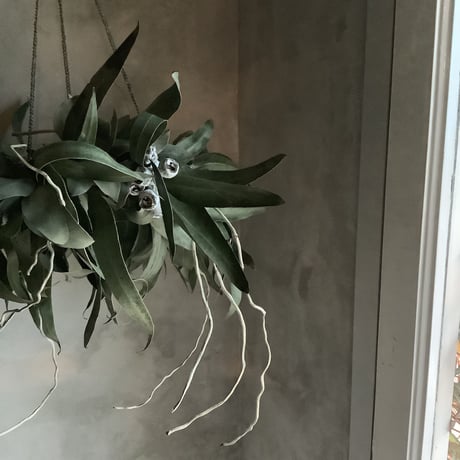 Hanging Dried 3Mixed Eucalyptus Wreath (ユーカリ3種のハンギングリース)