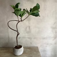 ”Magari" ficus lyrata in moonstone pot (カシワバゴム・バンビーノ"曲がり"ムーンポット付き)