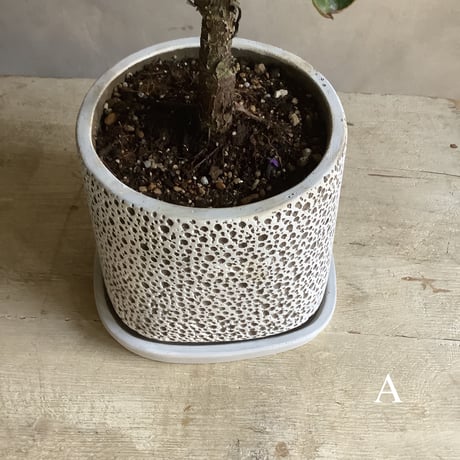 Ficus lyrata in coralstone pot"19in" (カシワバゴム・バンビーノ"50cm"コーラルストーンポット)