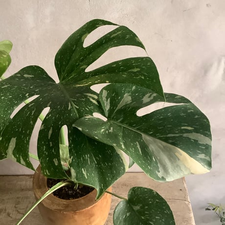 Monstera Thai Constellation with Acacia wood Planter cover (モンステラ・タイコンステレーション/アカシア木製 鉢カバー付き)