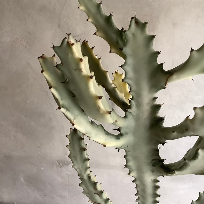 2025 Euphorbia White Ghost (ユーフォルビア・ホワイトゴースト