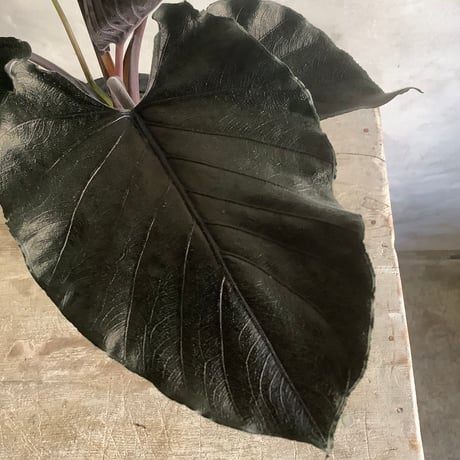 Alocasia Antoro Velvet with with Legs Woodpot (アロカシア・アントロヴェルヴェット/脚付ウッドポットつき)