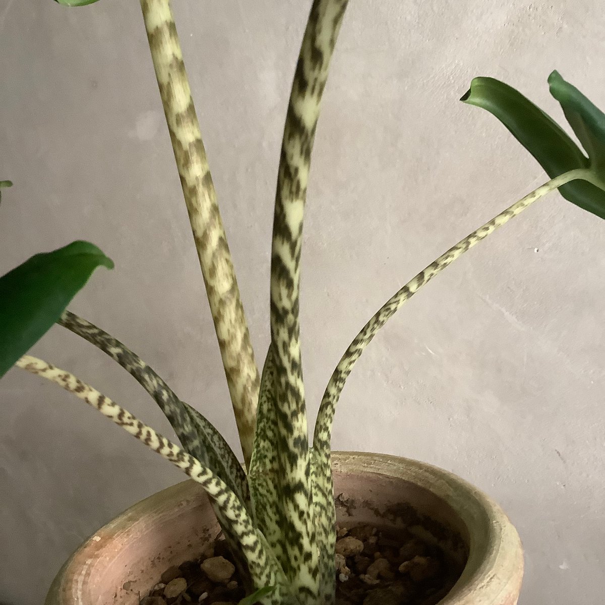 Alocasia Zebrina with Tunisia pot (アロカシア・セブリナ/