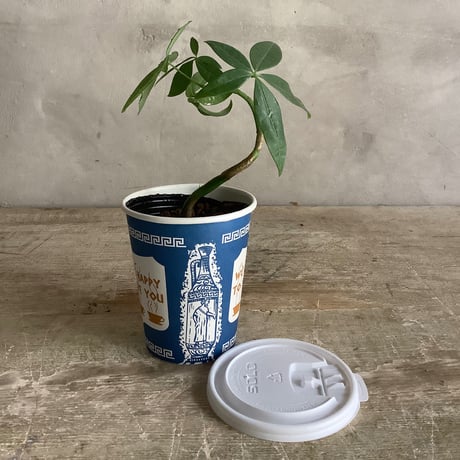 Mini pachira in NYC Coffee cup ”Q line” (NYCコーヒーカップシリーズ ミニパキラ)Qライン