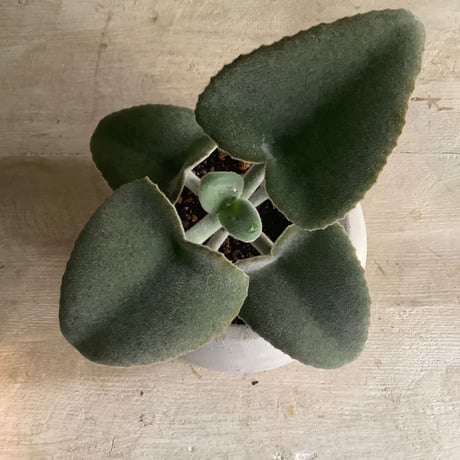 Kalanchoe beharensis(カランコエ・ベハレンシス)