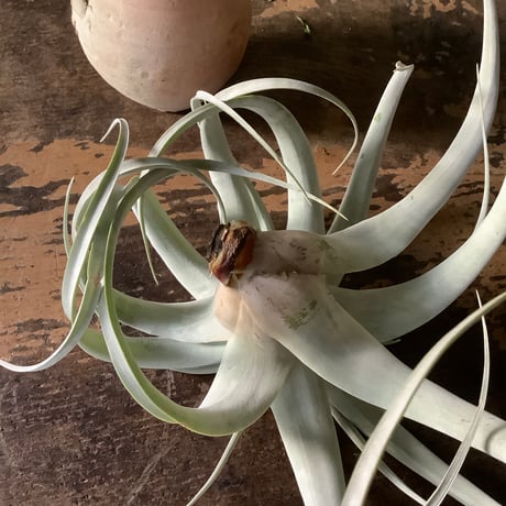 Tillandsia Xerographica with Tunisia pot (チュニジアポット付きチランジア・キセログラフィカ）