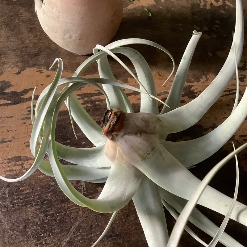 Tillandsia Xerographica with Tunisia pot (チュニジア