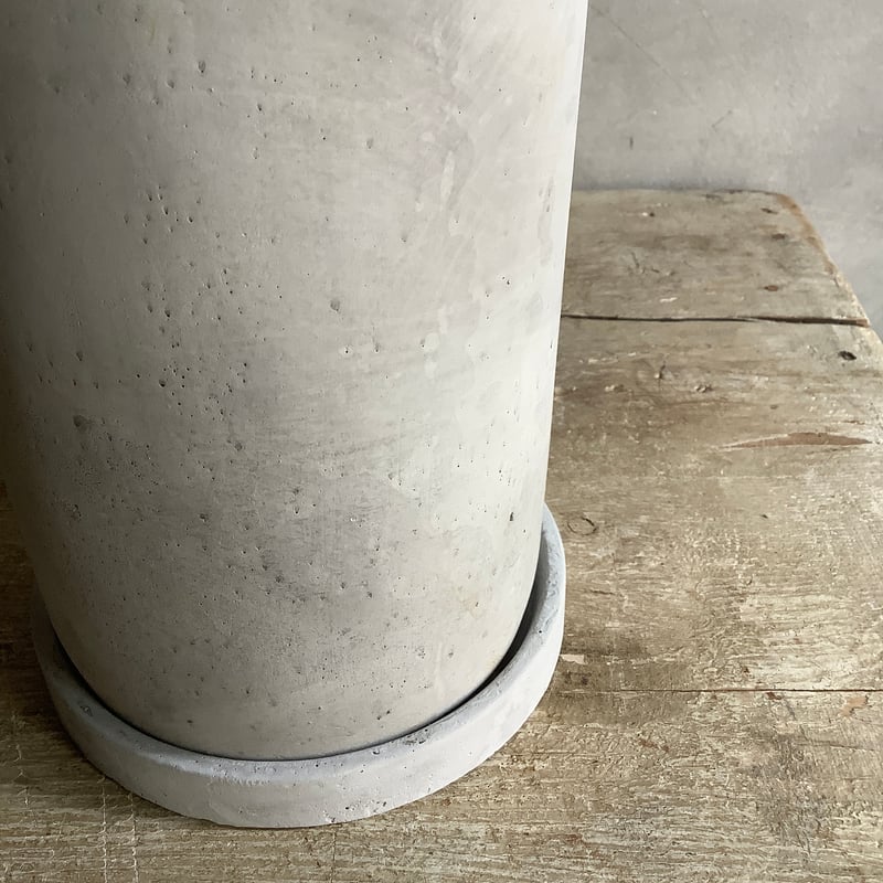 2025 Euphorbia White Ghost (ユーフォルビア・ホワイトゴースト) |