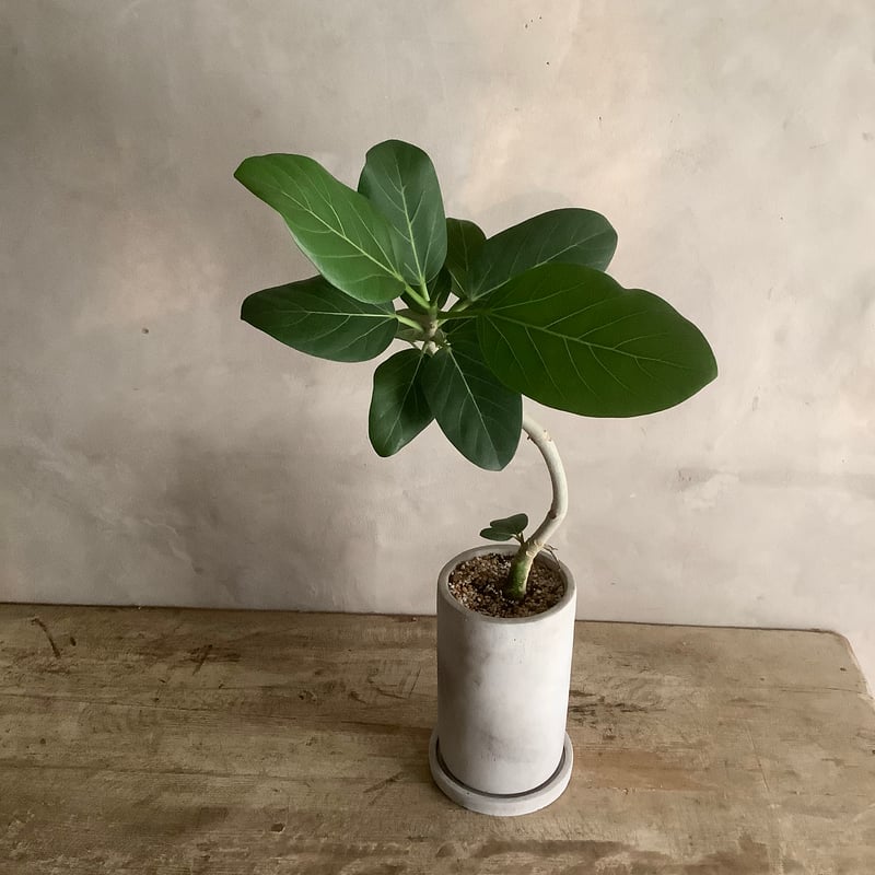 Ficus Benghalennsis with chimney pot (フィカス・ベンガ