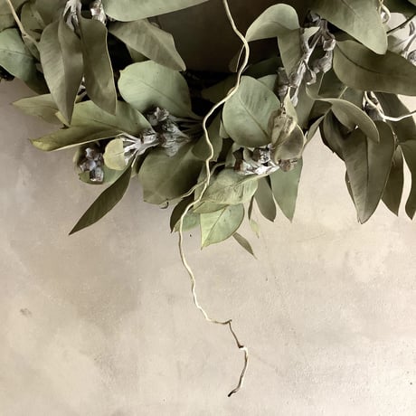 Eucalyptus tetragona Wreath(ユーカリ・テトラゴナのリース)