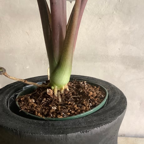 Alocasia Antoro Velvet with with Legs Woodpot (アロカシア・アントロヴェルヴェット/脚付ウッドポットつき)