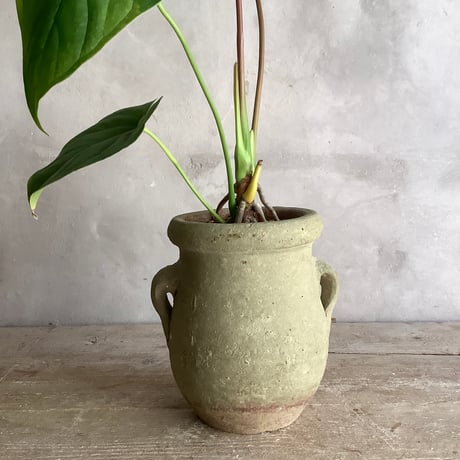 Anthurium "Rom's red with Tunisia pot size S (アンスリウム・ロムズレッド/チュニジアポット付き Sサイズ )