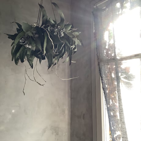 Hanging Dried 3Mixed Eucalyptus Wreath (ユーカリ3種のハンギングリース)