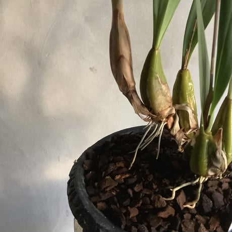 Epigeneium cymbidioides (エピゲニウム シンビディオイデス)